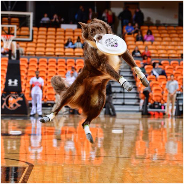 Dog halftime shows and performance from Team Zoom