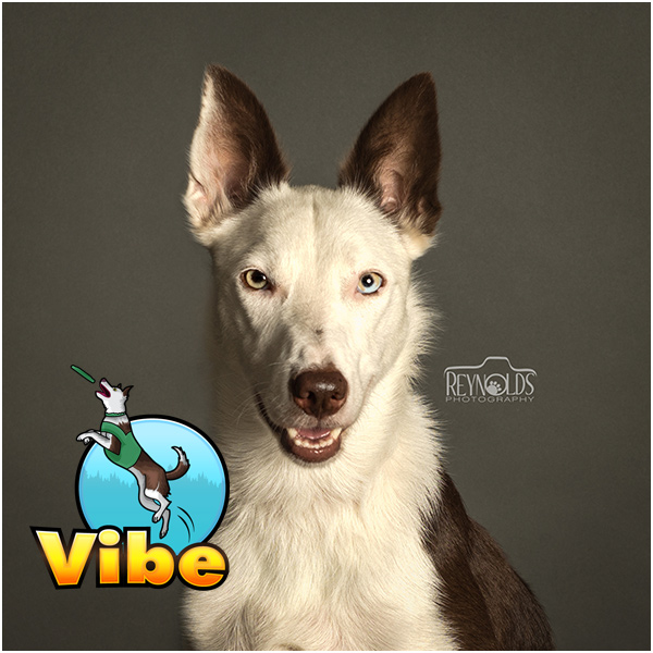 Photo of Vibe