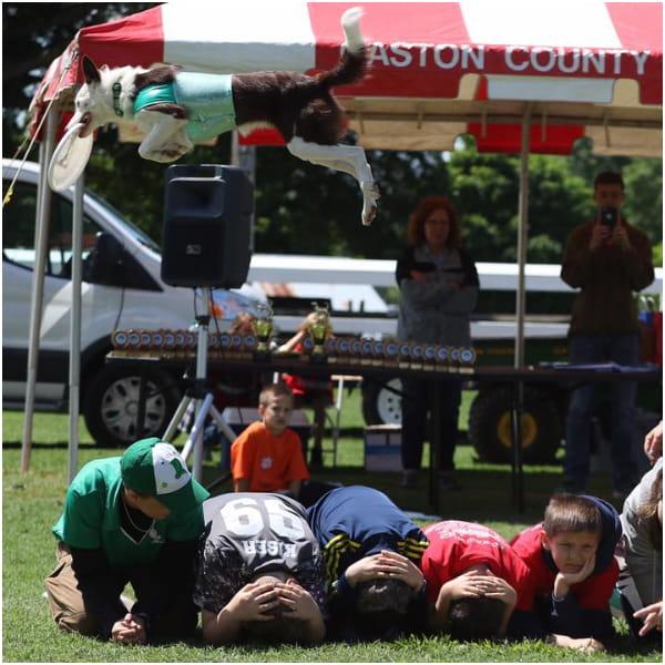 Team Zoom's stunt dog jumping at a festival in Moraine, OH