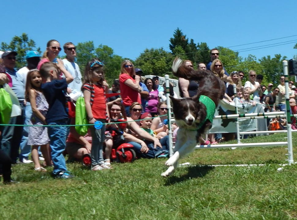 professional dog performer from Team Zoom in Moraine, OH